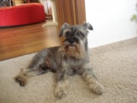 /album/fotky1/nasi-mazlicci-10-jpg/